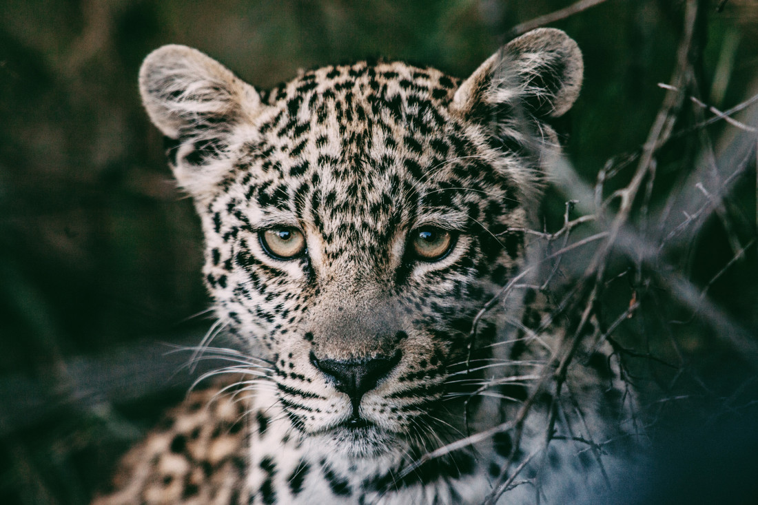 #BEAUTIFULIFE Vlogumentary 3 – Safari With Cheetah Plains